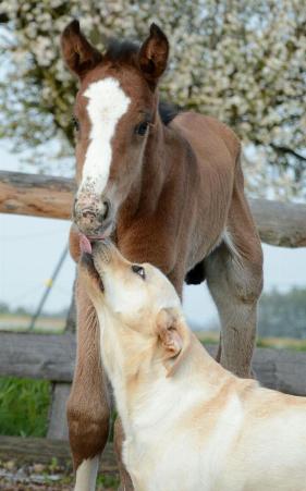 Bauernsacher gesucht!